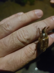 Polyphylla variolosa