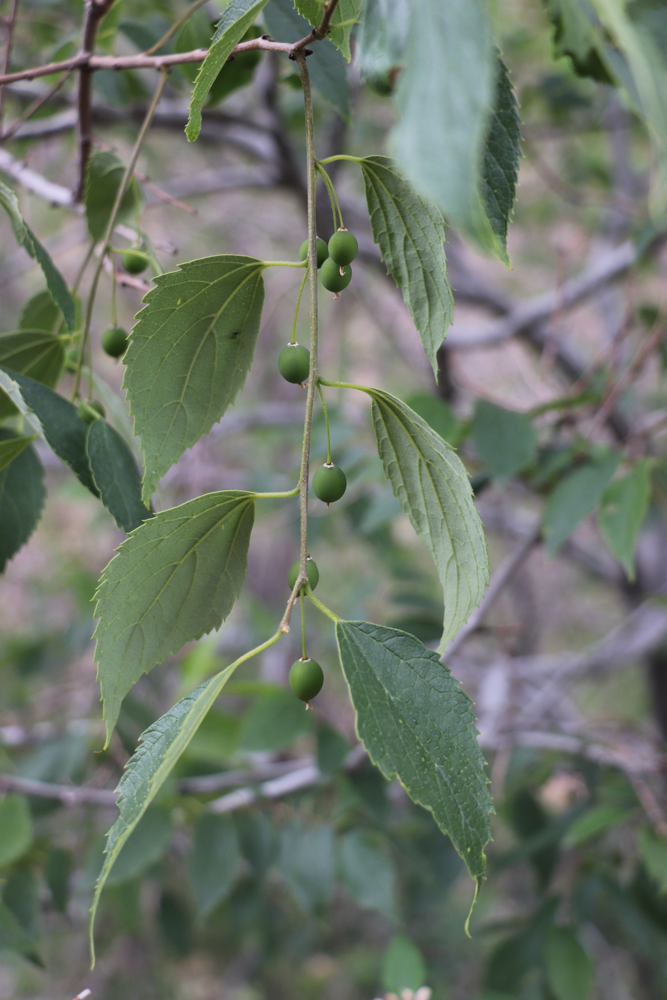 Celtis caucasica