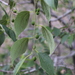 Caucasian Hackberry - Photo (c) Наталья Бешко, some rights reserved (CC BY-NC), uploaded by Наталья Бешко