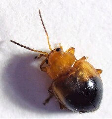 Nisotra bicolorata