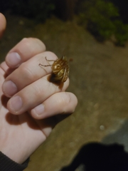 Polyphylla variolosa