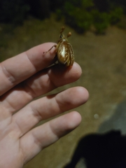 Polyphylla variolosa