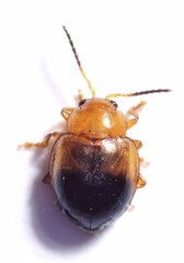 Nisotra bicolorata
