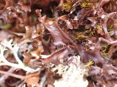 Cetraria ericetorum
