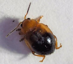 Nisotra bicolorata