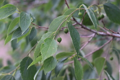 Celtis caucasica