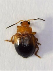 Nisotra bicolorata