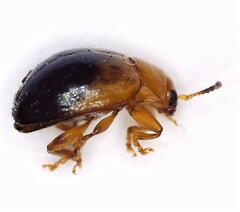 Nisotra bicolorata