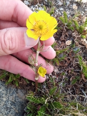 Ranunculus adoneus