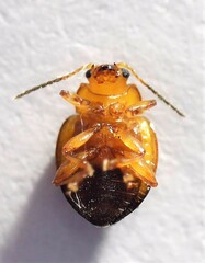 Nisotra bicolorata