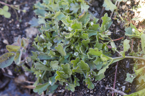 Sierra baby blue eyes (Nemophila spatulata)