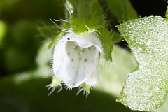 Nemophila spatulata