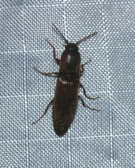 Agriotes collaris