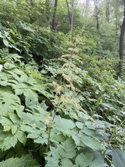 Astilbe biternata