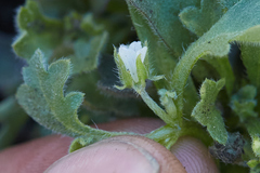 Nemophila spatulata
