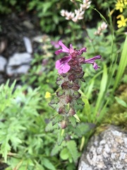 Pedicularis refracta transmorrisonensis