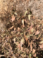 Podanthus mitiqui