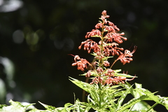 Clerodendrum paniculatum