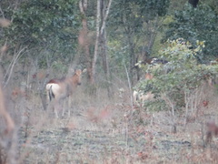 Alcelaphus buselaphus lichtensteinii