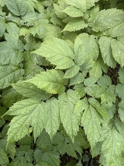 Astilbe biternata