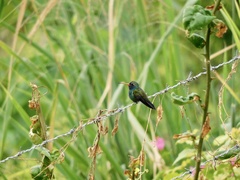 Cynanthus latirostris