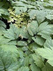 Astilbe biternata