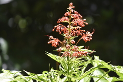 Clerodendrum paniculatum