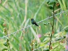 Cynanthus latirostris