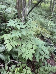 Astilbe biternata