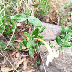 Mandevilla oaxacensis