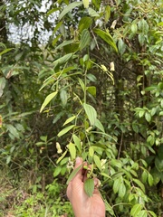 Passiflora tribolophylla