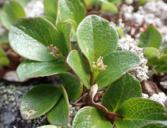 Salix reticulata