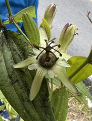 Passiflora tribolophylla