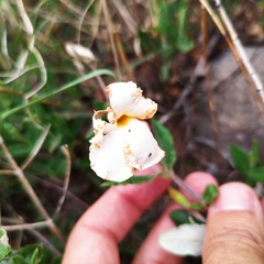 Mandevilla oaxacensis