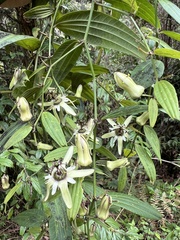 Passiflora tribolophylla