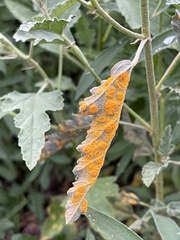 Calligrapha serpentina