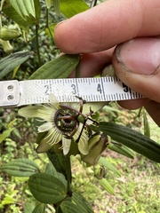 Passiflora tribolophylla