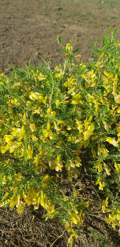 Caragana microphylla, photograph 5