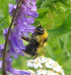 Bombus jonellus