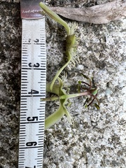 Passiflora tribolophylla