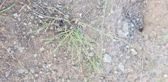 Ephedra sinica