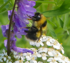 Bombus jonellus