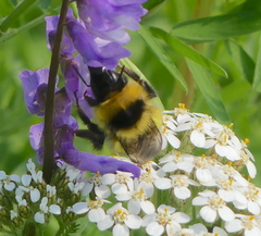 Bombus jonellus