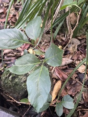 Allophylus timorensis