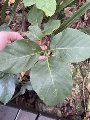 Allophylus timorensis