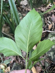 Allophylus timorensis