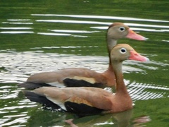Dendrocygna autumnalis