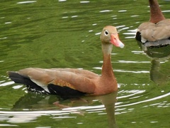 Dendrocygna autumnalis
