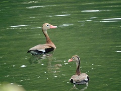 Dendrocygna autumnalis