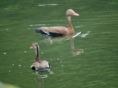 Dendrocygna autumnalis